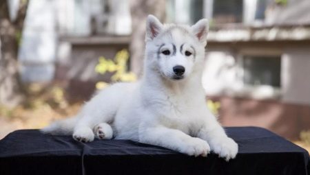 Husky pentujen ominaisuudet ja sisältö ovat 3 kuukautta