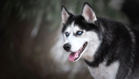 Husky sinisillä silmillä