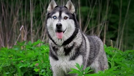 Husky com olhos diferentes