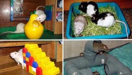 Jouets pour rats: espèces, conseils pour choisir et créer