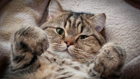 Faits intéressants sur les chats et les chats