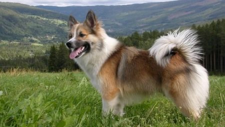 Cachorro islandês: descrição e conteúdo