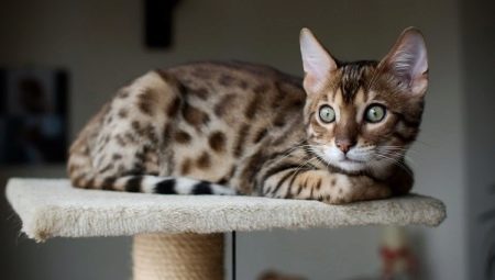 Histoire de la domestication des chats