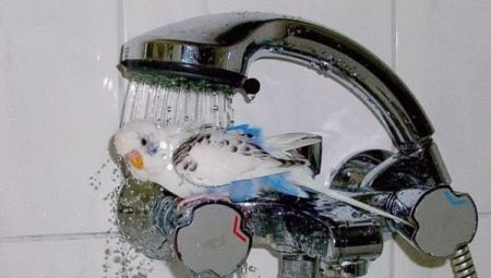 Comment se baigner un perroquet ondulé?