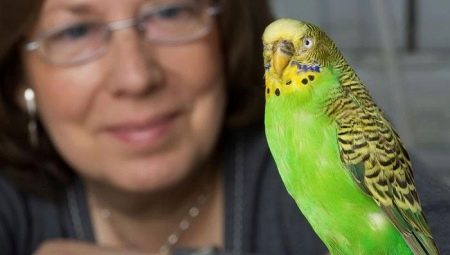 Comment apprendre à un perroquet ondulé à parler?