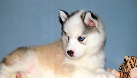 Mitä kutsut husky-tyttöksi?