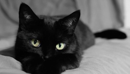 Comment appeler un chat et un chat noir?