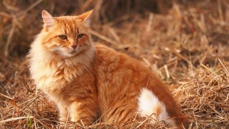 Comment appelez-vous un chat et un chat rouge?