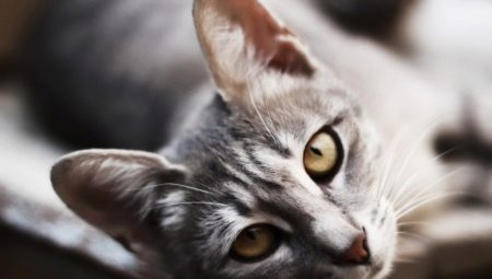 Comment appeler un chat ou un chat?