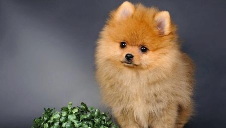 Mit hívsz spitz-lánynak?