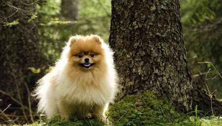 Comment appelez-vous un Spitz Boy?