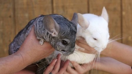 Comment déterminer le sexe du chinchilla?