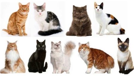 Comment déterminer la race de chats et de chats?