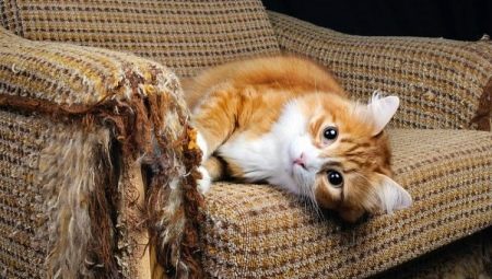 Comment sevrer un chat pour déchirer meubles et papiers peints?