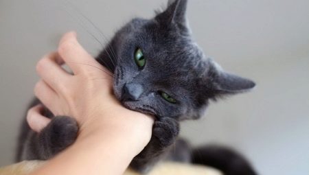 Comment sevrer la morsure du chat?