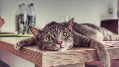 Comment sevrer le chat pour gravir les tables?