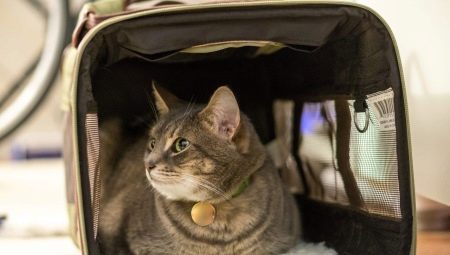 Comment transporter un chat dans un avion?