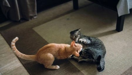Comment se faire des amis entre les chats dans l'appartement?