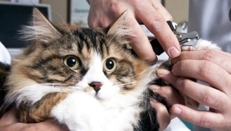 Comment couper les griffes d'un chat et d'un chat?