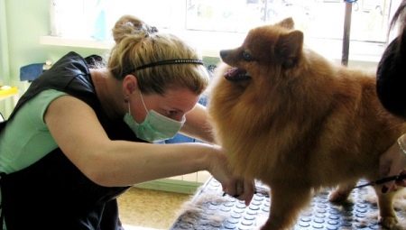 Comment couper un spitz poméranien?