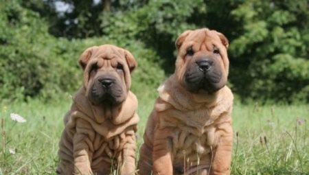 Miten nostaa Sharpei?