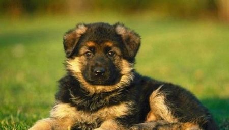 Comment choisir un chiot berger allemand?