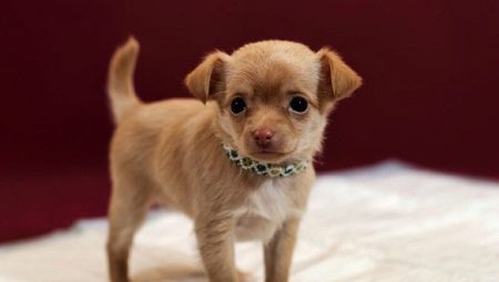 איך ללמד chihuahua כדי חיתול ומגש?