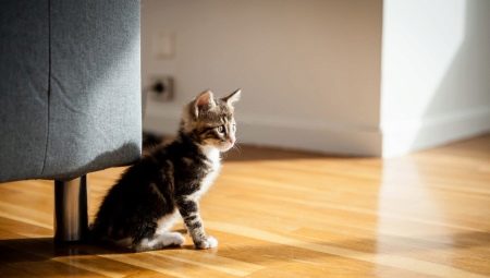 Comment apprendre un chat à une nouvelle maison?