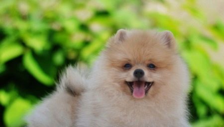 Comment apprendre le spitz à la couche?