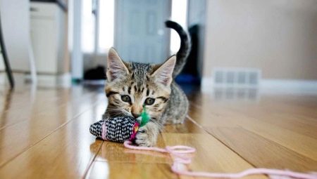 Comment faire un jouet pour un chat avec ses propres mains?