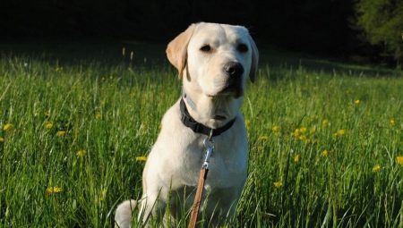 Como cuidar de um labrador?