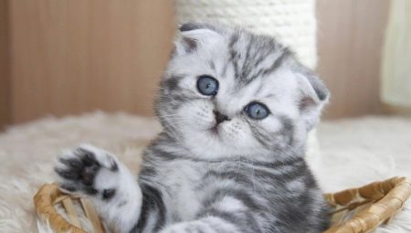 Comment prendre soin d'un chaton Fold Scottish?