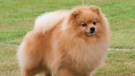 Comment à la maison pour couper les griffes Spitz?