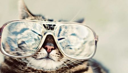 Comment les chats voient-ils notre monde?