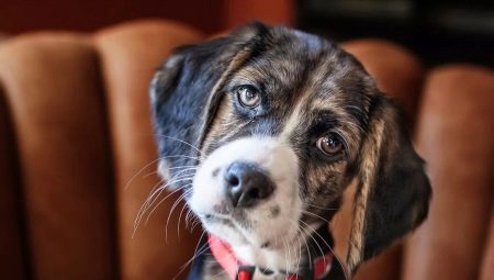 Como os cães vêem e distinguem as cores?