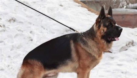 Mit néznek a kínai pásztorok és hogyan tartsák meg őket?