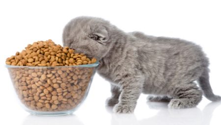 Quel est le taux d'alimentation d'un chaton par jour?
