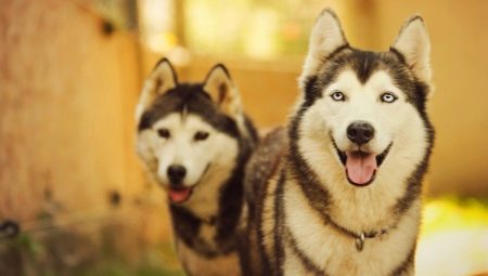Quais raças de cães são semelhantes a husky?