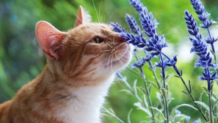 Quelles odeurs n'aiment pas les chats?
