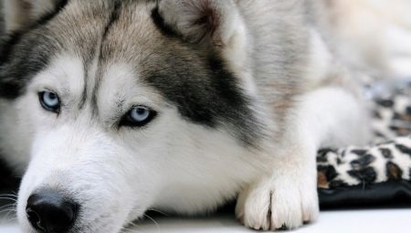 Mitä nimeä husky?