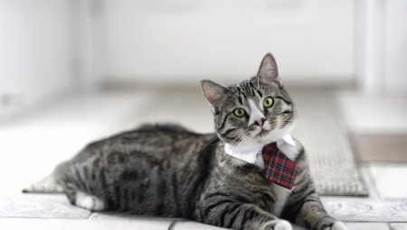 Quel chat est préférable d'avoir dans l'appartement?
