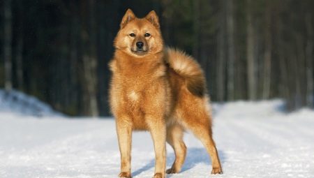 Karéliai-finn Laika: fajta leírása és termesztése