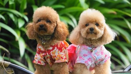 Poodle פיגמי: וריאציות צבע, מאפייני גזע תוכן