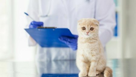 Castration et stérilisation de chats écossais et de chats: caractéristiques et âge