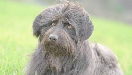 Chiens de berger catalans: comment les regarder et comment les contenir?