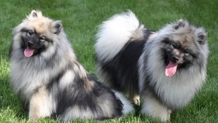Keeshond: a tartalom jellemzői és finomságai