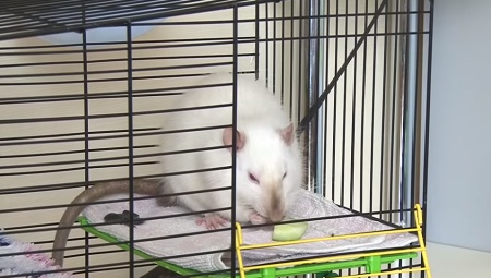 Les cages pour rats faites-le vous-même: options et instructions étape par étape