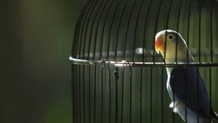 Parrot cages: requirements, types, selection rules