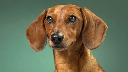 Apelidos para menino dachshund