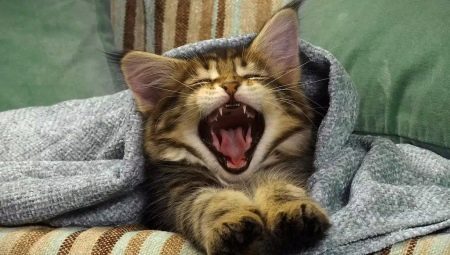 Quand les chatons changent-ils de dents et comment cela se produit-il?